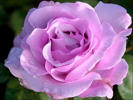 My rose for you - white, dew, rose, flower, petals, pink