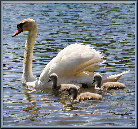 Family swim - young, swans, swim, water, mother, birds