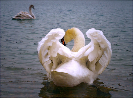 Wings - bird, white, water, swan, wings, ruffled