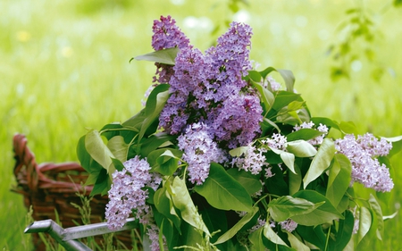 Fresh cut Lilacs - flowers, basket, grass, lilacs, leaves