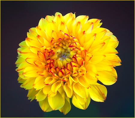 A sunny bloom for Rosarina :) - sunny, yellow, black background, orange, dahlia, flower