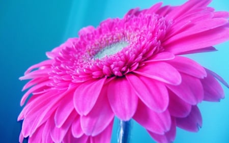 Hot Pink - flower, pink, close-up, photography