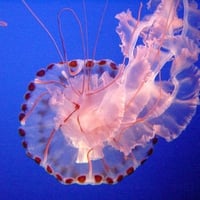 Sea Nettle