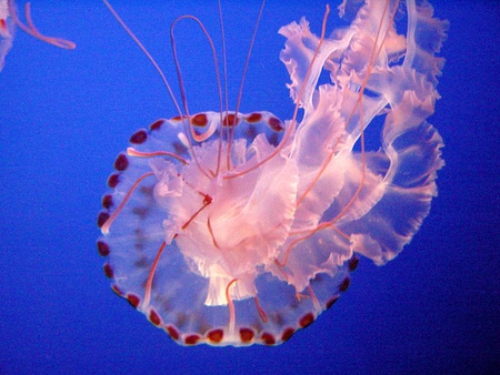 Sea Nettle - beauty, ocean, sea nettle, jellyfish, tentacles motion