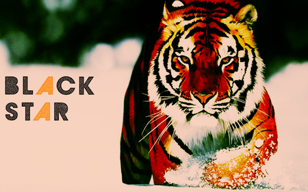 Tiger - tiger, black, orange, star, snow