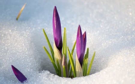 Spring is coming - purple, macro, snow, spring, flower