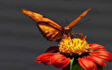 Colorful Pause - pretty, macro, butterfly, orange, flower