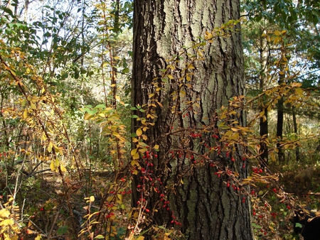 berries on pine - nature, woods, forests, pine, berries