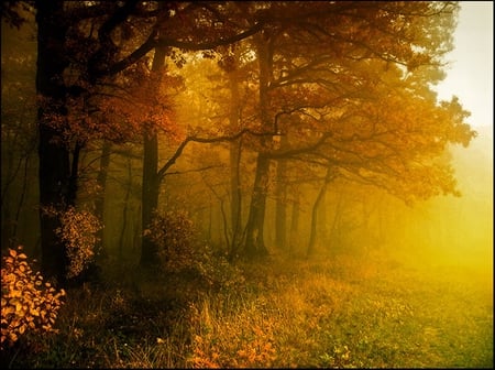 Autumn Haze - fall, autumn, forest, tress, haze