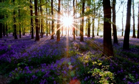 Sunbeam path - sunbeams, woods, forest, trees, flowers