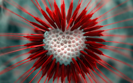 Flower Heart - white, macro, photography, red, flower