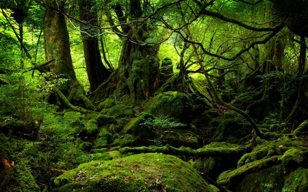 Moss Covered - trees, forest, beautiful, moss, grass