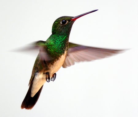 Hovering Hummer - flying, macro, bird, hummingbird