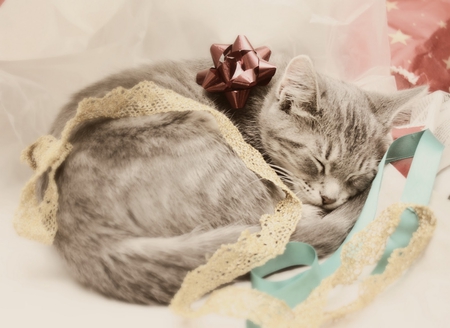 â™¥ A charming surprise â™¥ - stars, gift, animals, feline, present, peacefulgreen, kitten, surprise, cats, charming, golden, ribbon, gray, dreamy