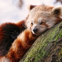 Sleepy Red Panda