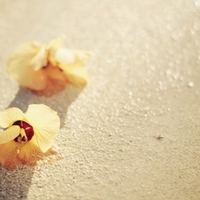 Flowers on Sand