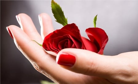 FOR YOU - hand, passion, red, rose, love