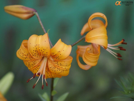 Lilies - flowers, beauty, nice, yellow