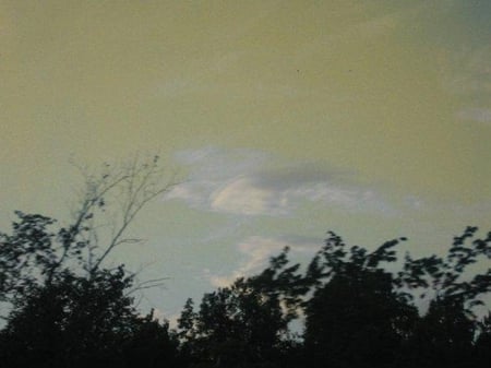 Can you see it? - sky, cloud, trees, bird