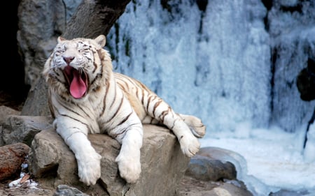 Yawning Tiger - animals, cats, beautiful, white tiger, tiger