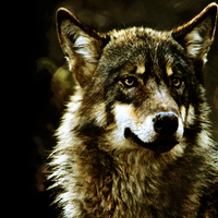 Gray Wolf