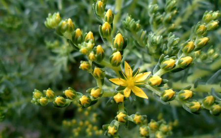 Yellow Flowers - flowers, nature, yellow, beautiful, green, yellow flowers