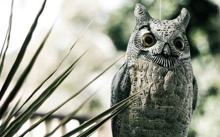 Wood Owl - animals, beautiful, owl, birds, wood