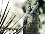 Wood Owl