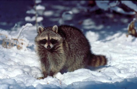 Masked Bandit - raccoon, bandit, mask, mischief