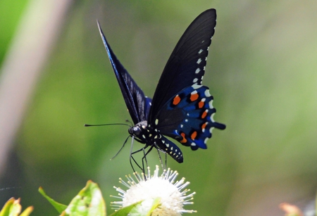 Pipevine Swallowtail