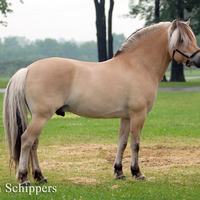 Fjord Stallion