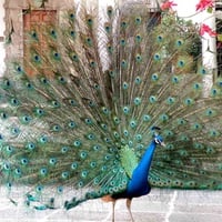 Blue Peacock Male