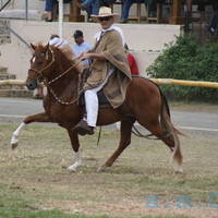 Dignatario- Peruvian Paso