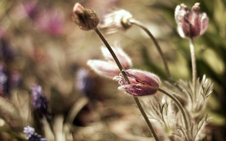 Dusty purple flowers - nice, hot, summer, dust, dusty, field, violet, purple, beautiful, grass, flower