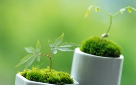 Delicate Plants - delicate, amazing, beautiful, plant, nature, design, green, soft, plants, nice