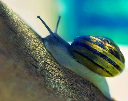 Snail - picture, cute, snail, beautiful