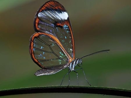 Transparent Butterfly - butterfly, transparent, picture, beautiful