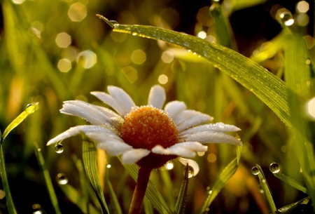 Water drops, caressing flowers - wonderful, nature, water drops, drops, daisy, beauty, flower, leaves