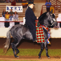 Paso Fino In The Ring