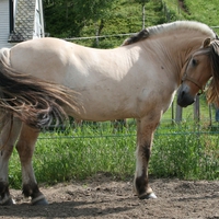 Fjord Pony