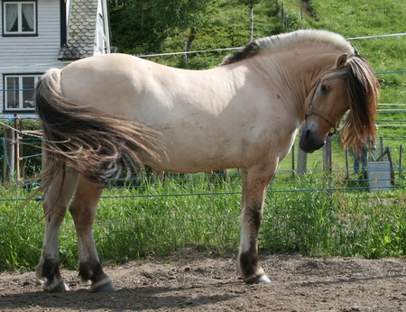 Fjord Pony - pony, fjord, stallion, breed