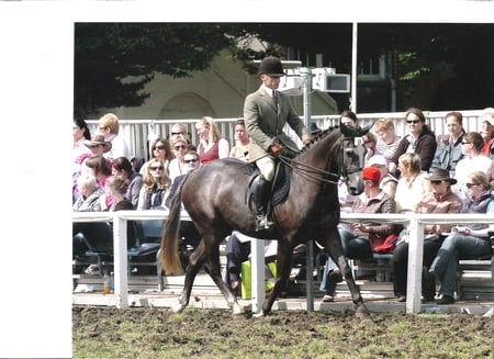 Graphite the Grey - graphite, grey, stallion, show