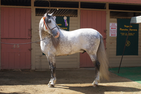 Grey Beauty - stallion, grey, breed, horse