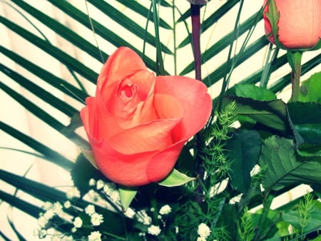 Beautiful rose - nature, pink-red, flowers, rose