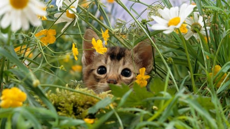 It's me - nice, cat, kitty, animals, field, flowers, cute