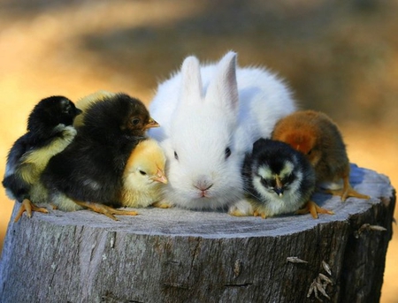 sweet friends - rabbit, cute, tree stump, chick, snuggle, animals