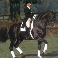 Donnerhall-Dressage