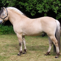 Fjord Horse