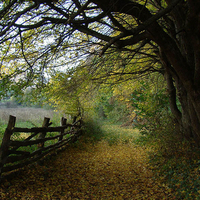 country lane