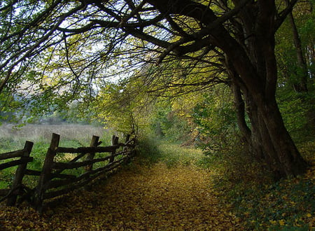 country lane - nature, autumn, fence, trees, path, lane